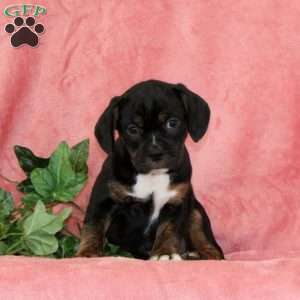 Jack-O-Lantern, Boston Terrier Mix Puppy